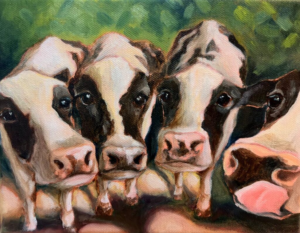 Curious Cows, 2026