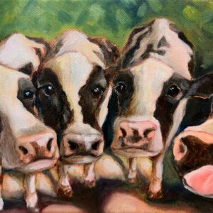 Curious Cows, 2026